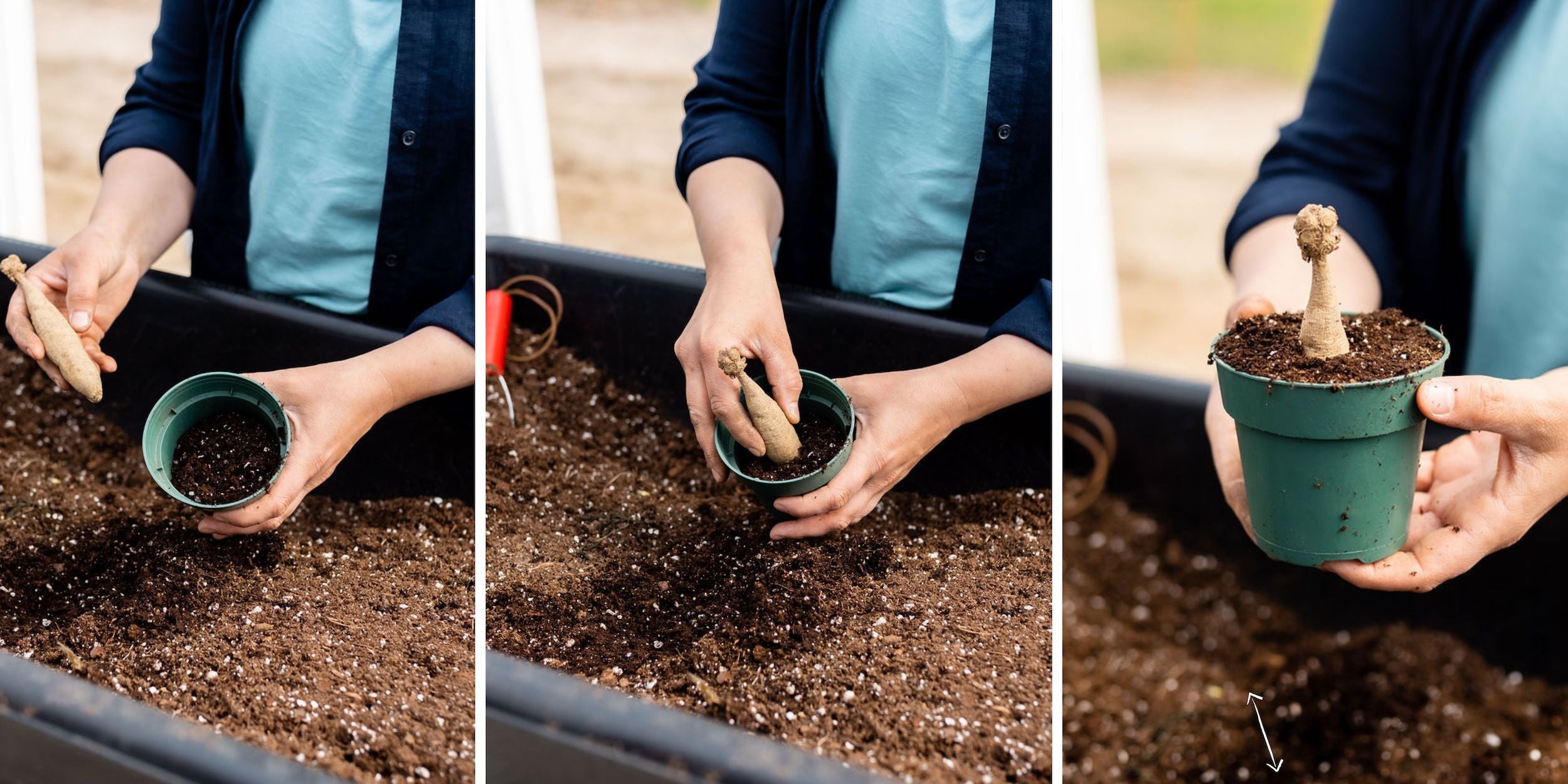 Planting a dahlia tuber at Rooted Flowers.