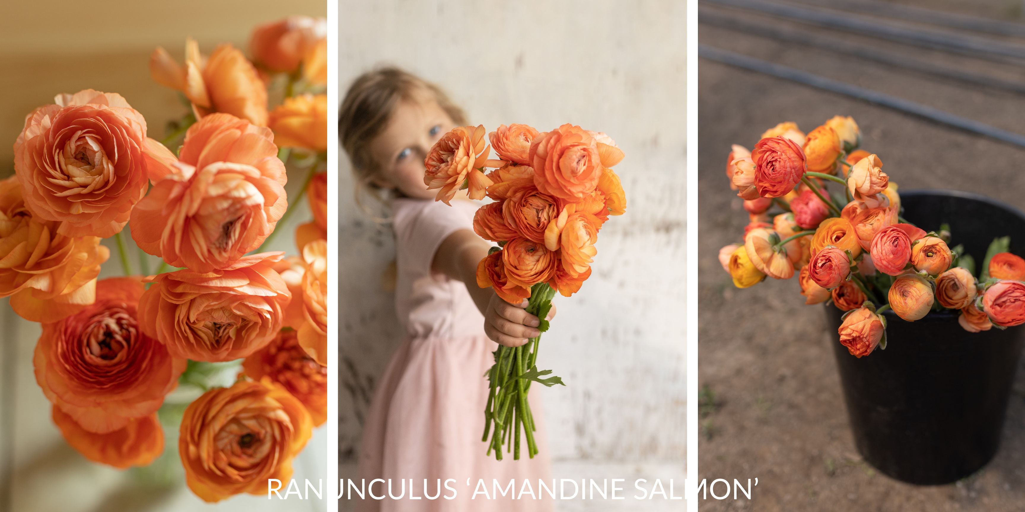 Vibrant ranunculus blooms showcasing the potential beauty of our premium corms for sale.