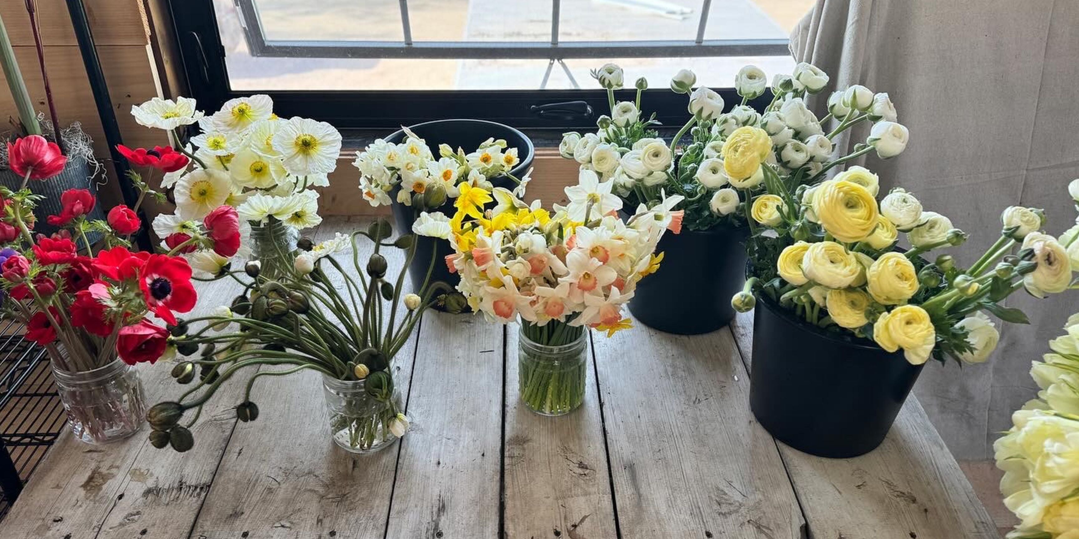 poppies and daffodils