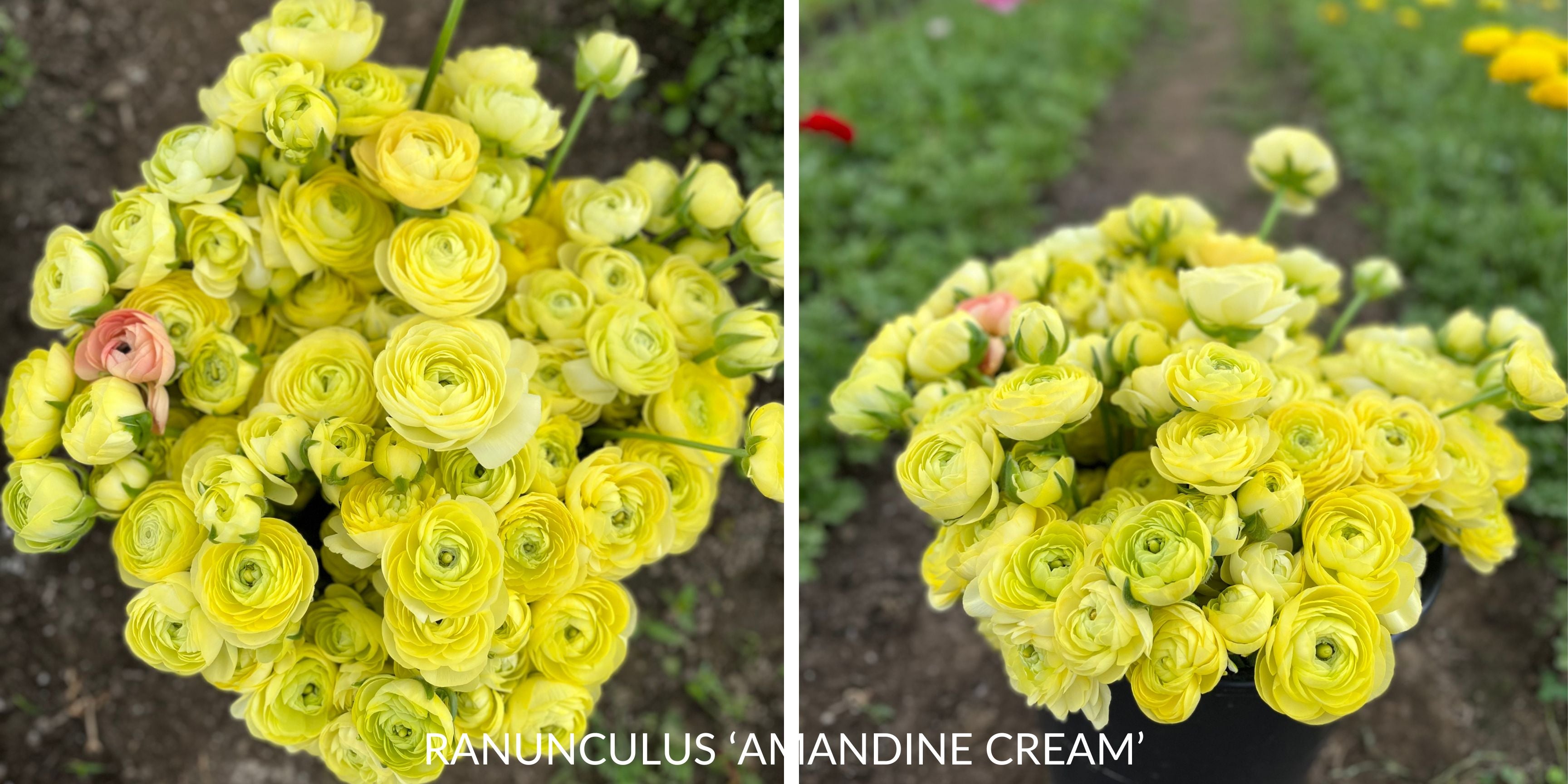 Vibrant ranunculus blooms showcasing the potential beauty of our premium corms for sale.