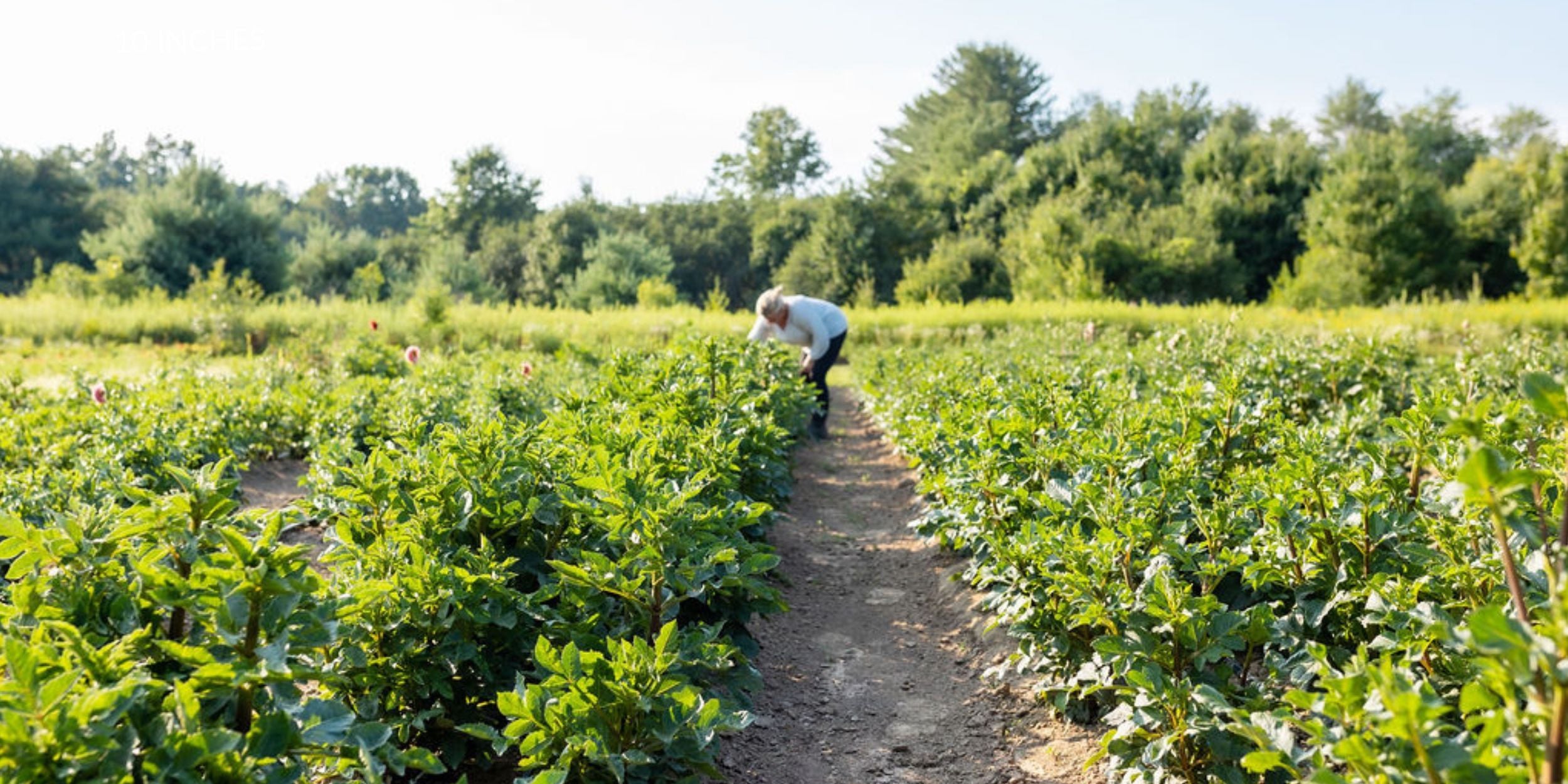 Field of dahlias growing at Rooted Flowers.