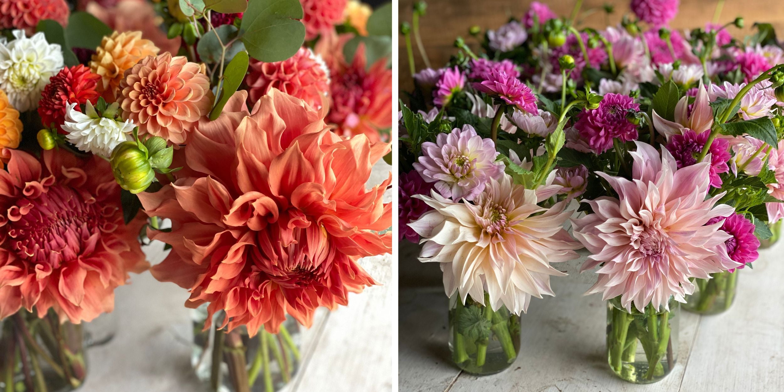 Dahlia jars at Rooted Flowers.