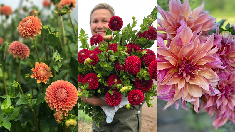 Dahlias at Rooted Flowers