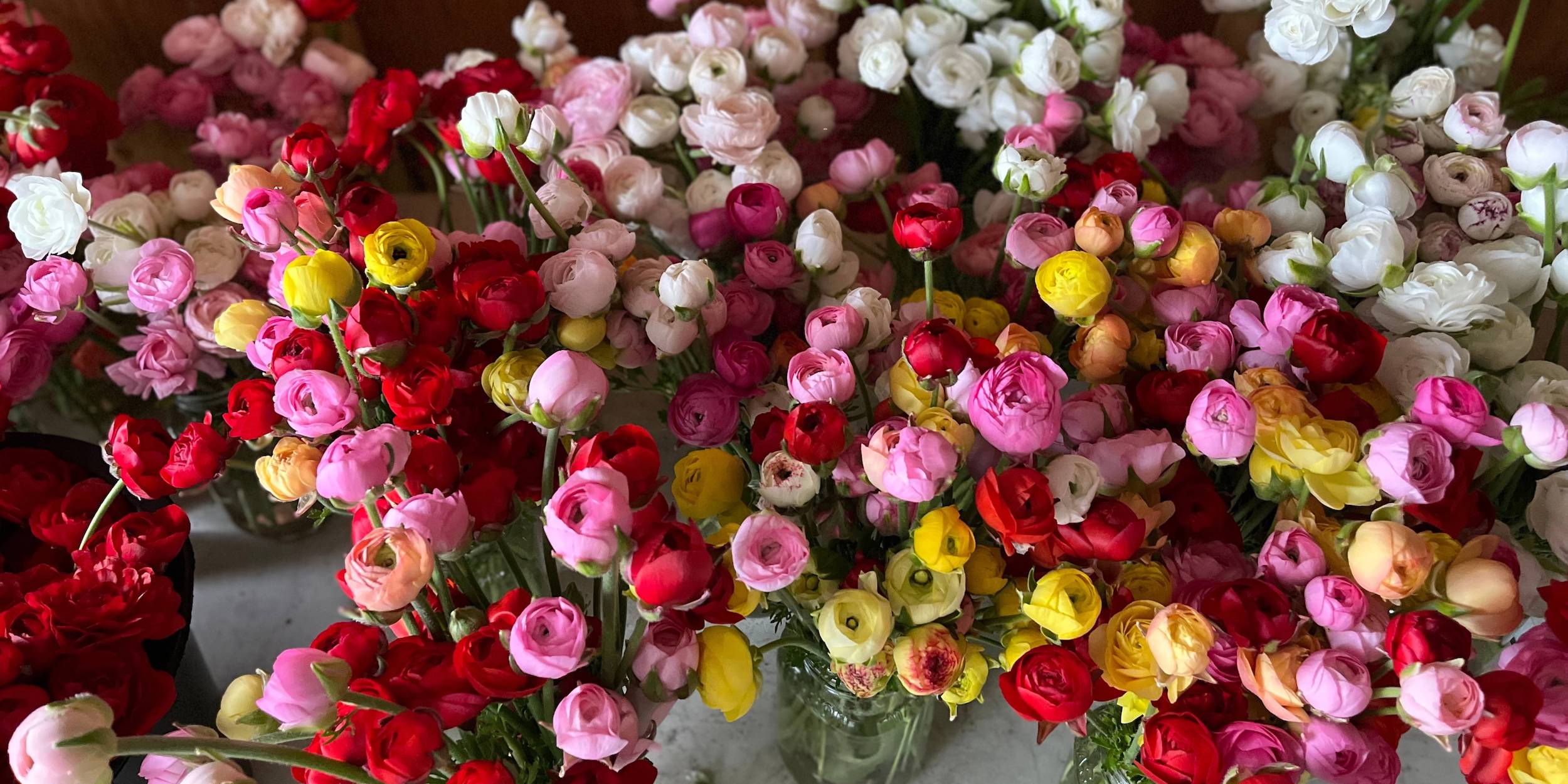 A large ranunculus harvest at Rooted Flowers.