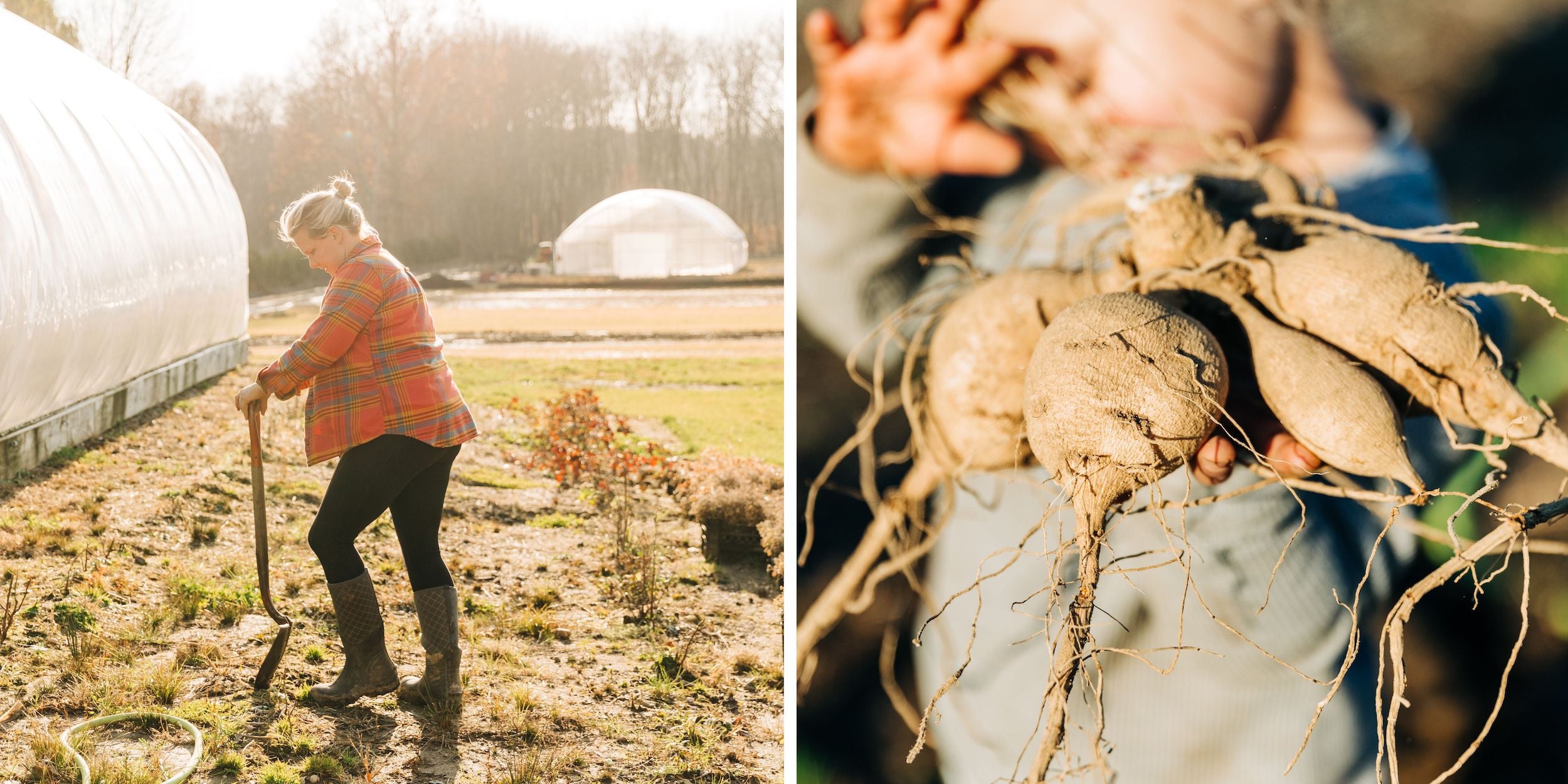 Planting dahlia tubers at rooted flowers.