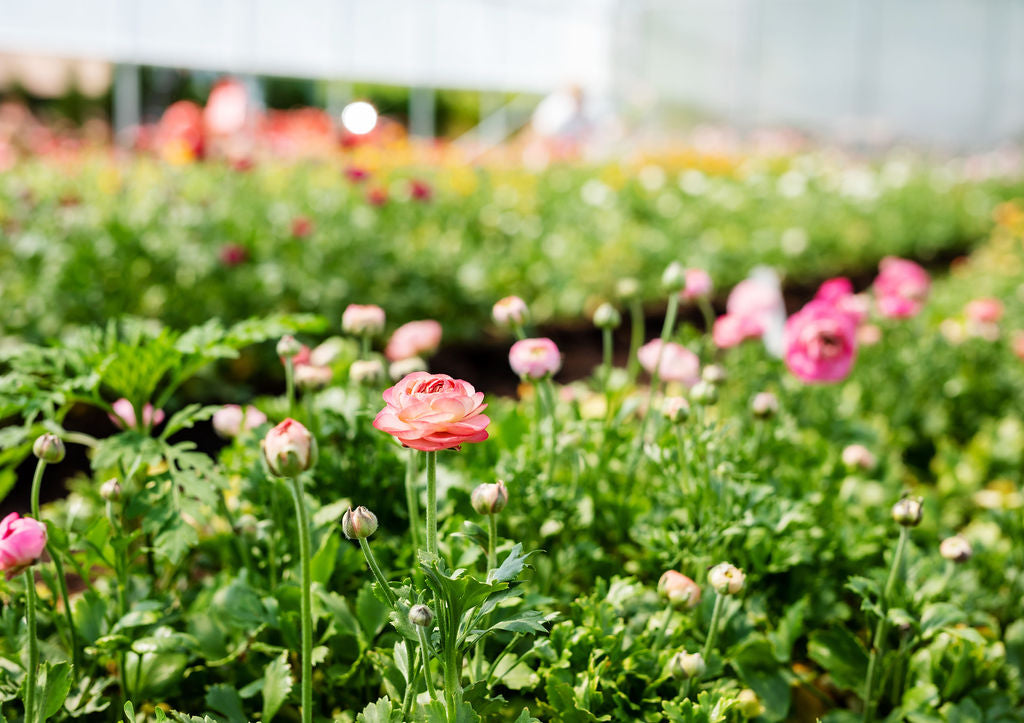 Ranunculus in bloom at Rooted Flowers