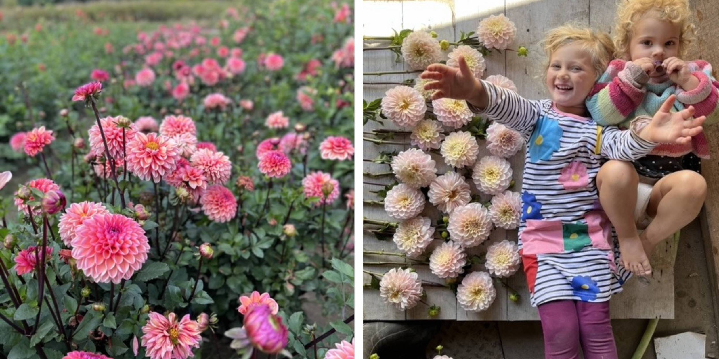 Dahlias at Rooted Flowers