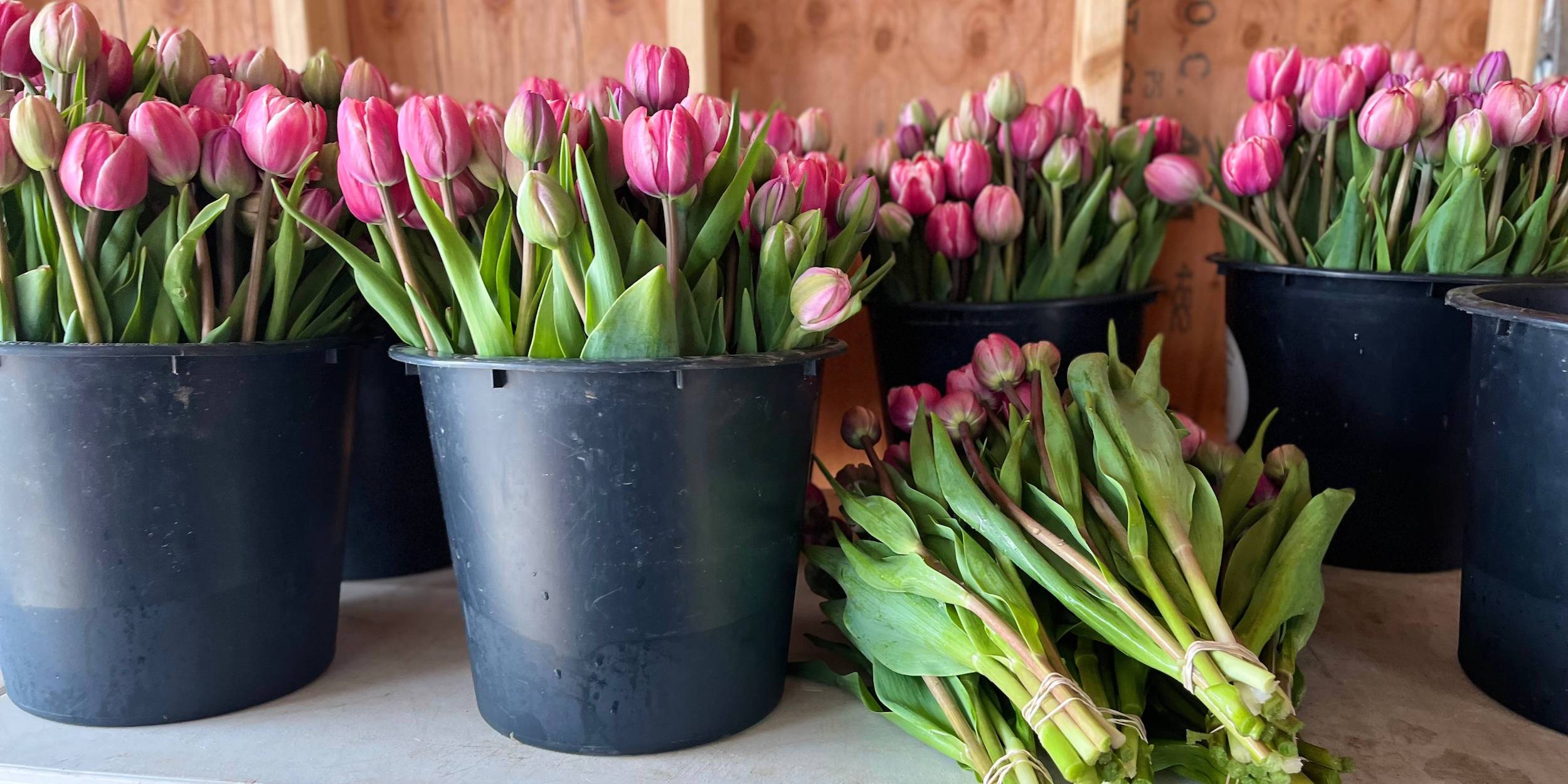 Tulip harvest at Rooted Flowers.