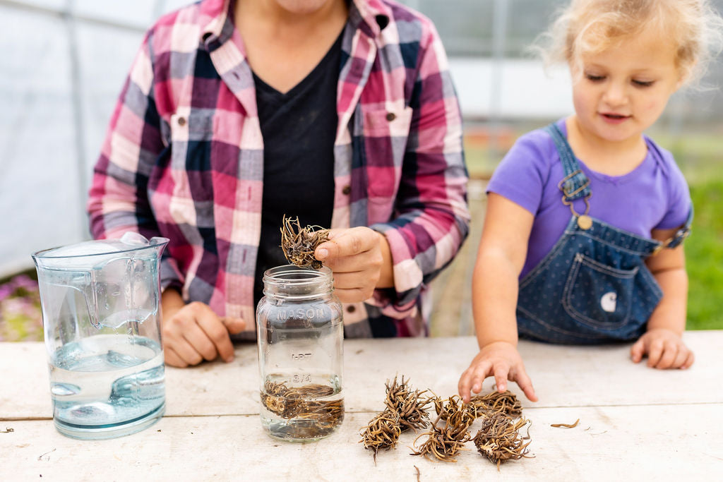 Presoaking corms at Rooted Flowers