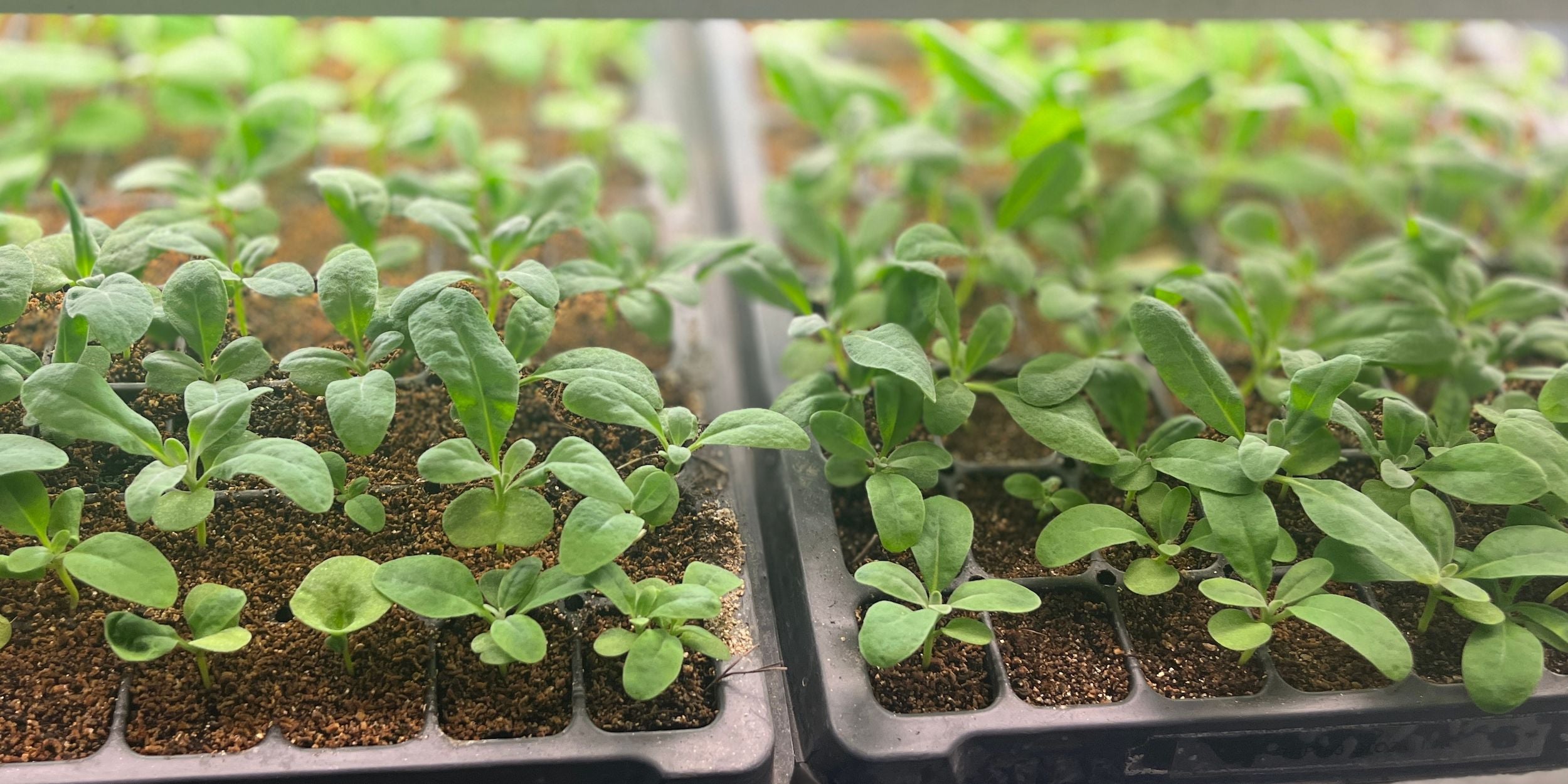 Seedlings growing on at Rooted Flowers.