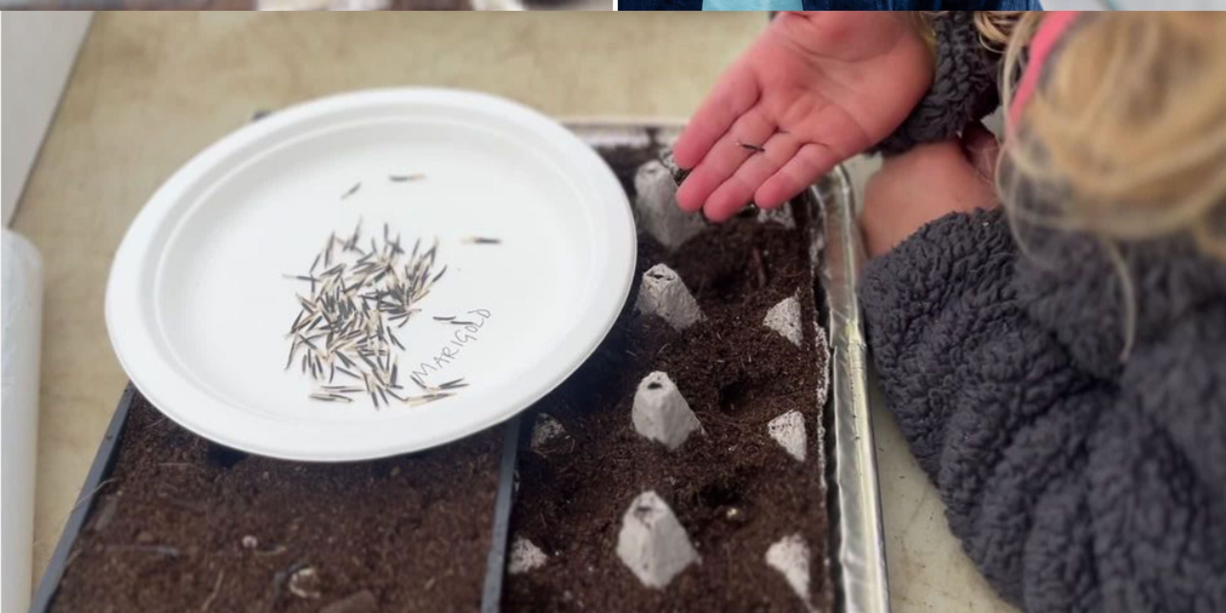 Sowing seeds at Rooted Flowers.