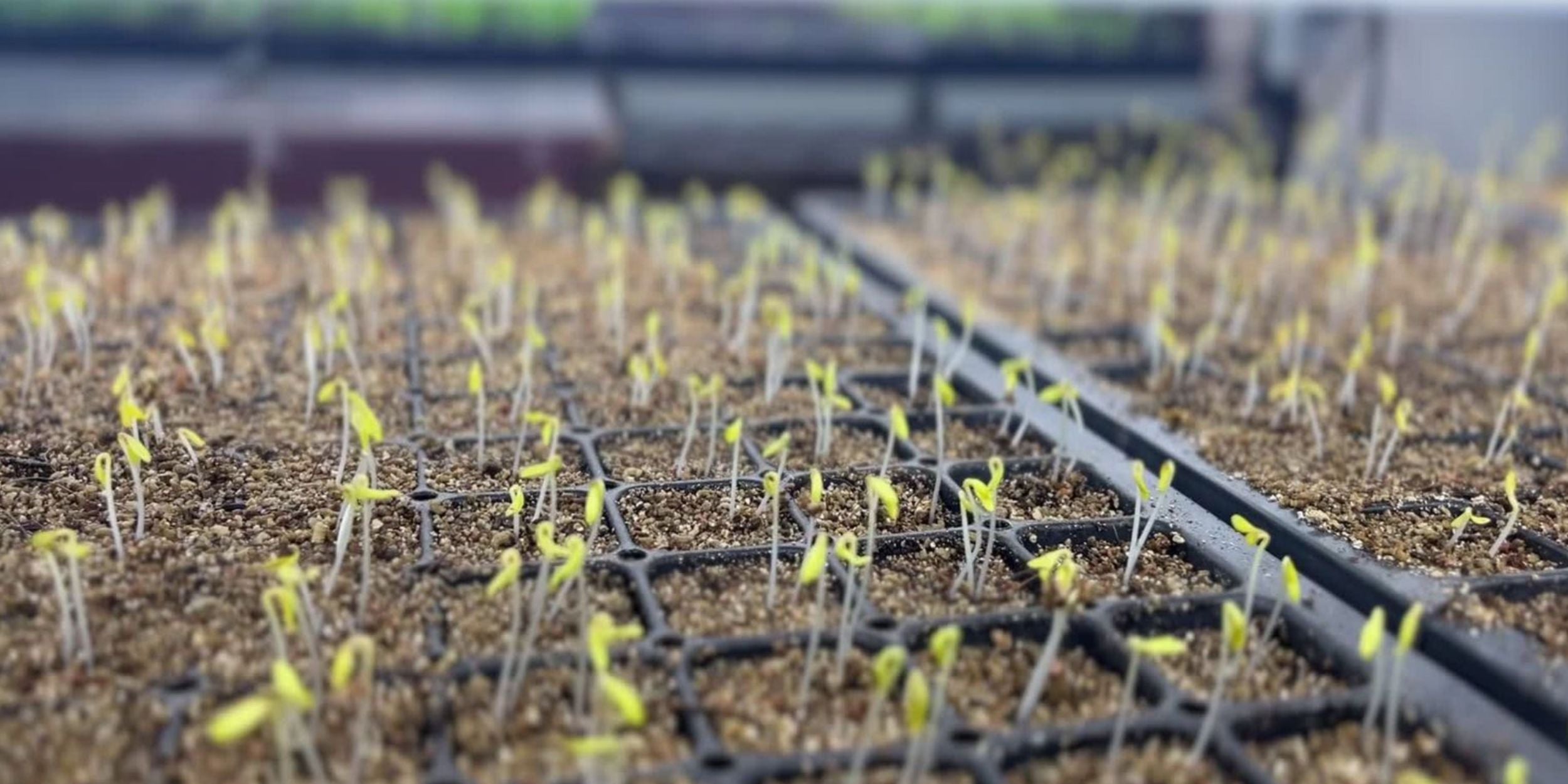 Pale sprouts under grow lights.