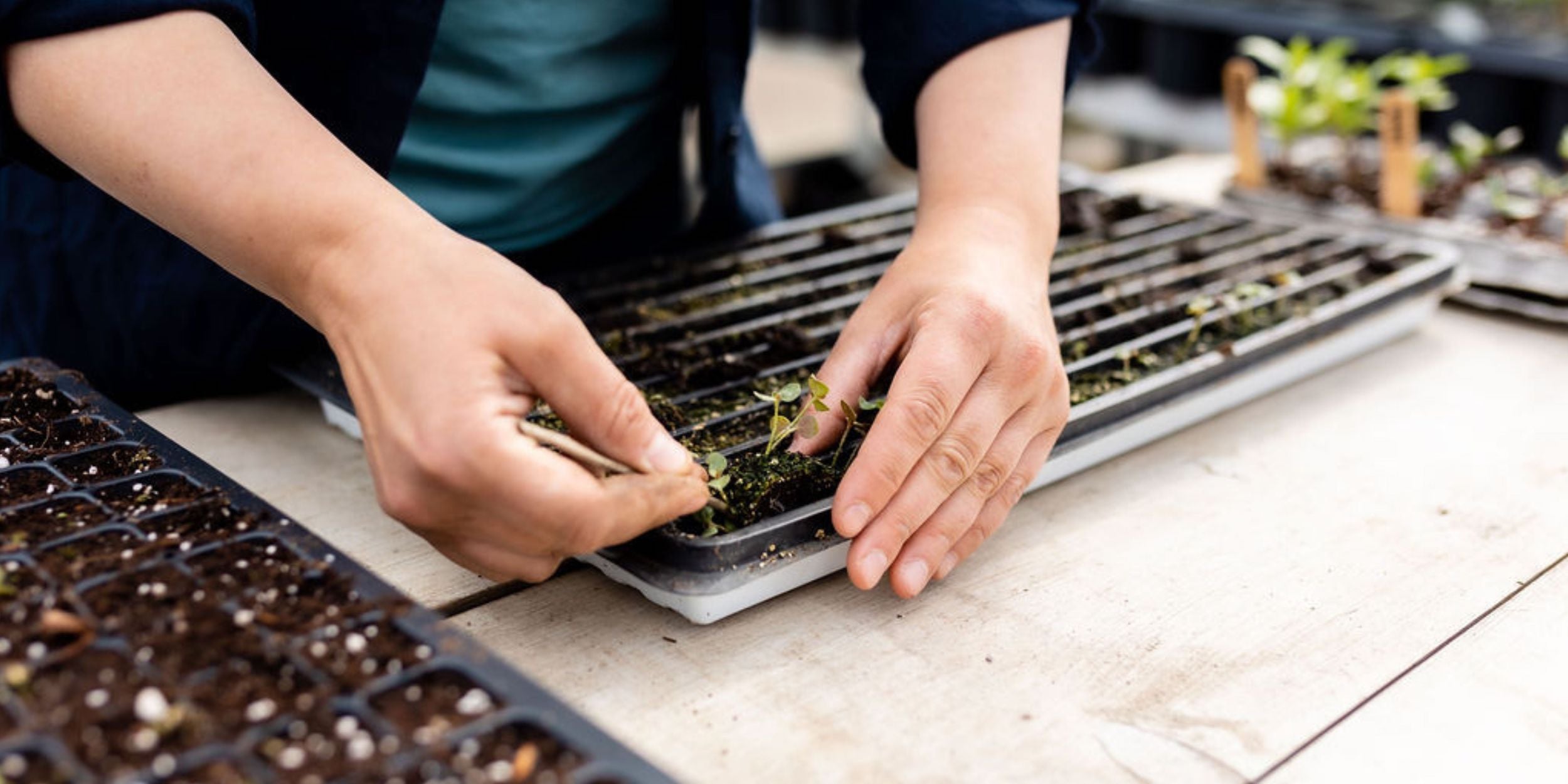 Transplanting a seedling at Rooted Flowers.