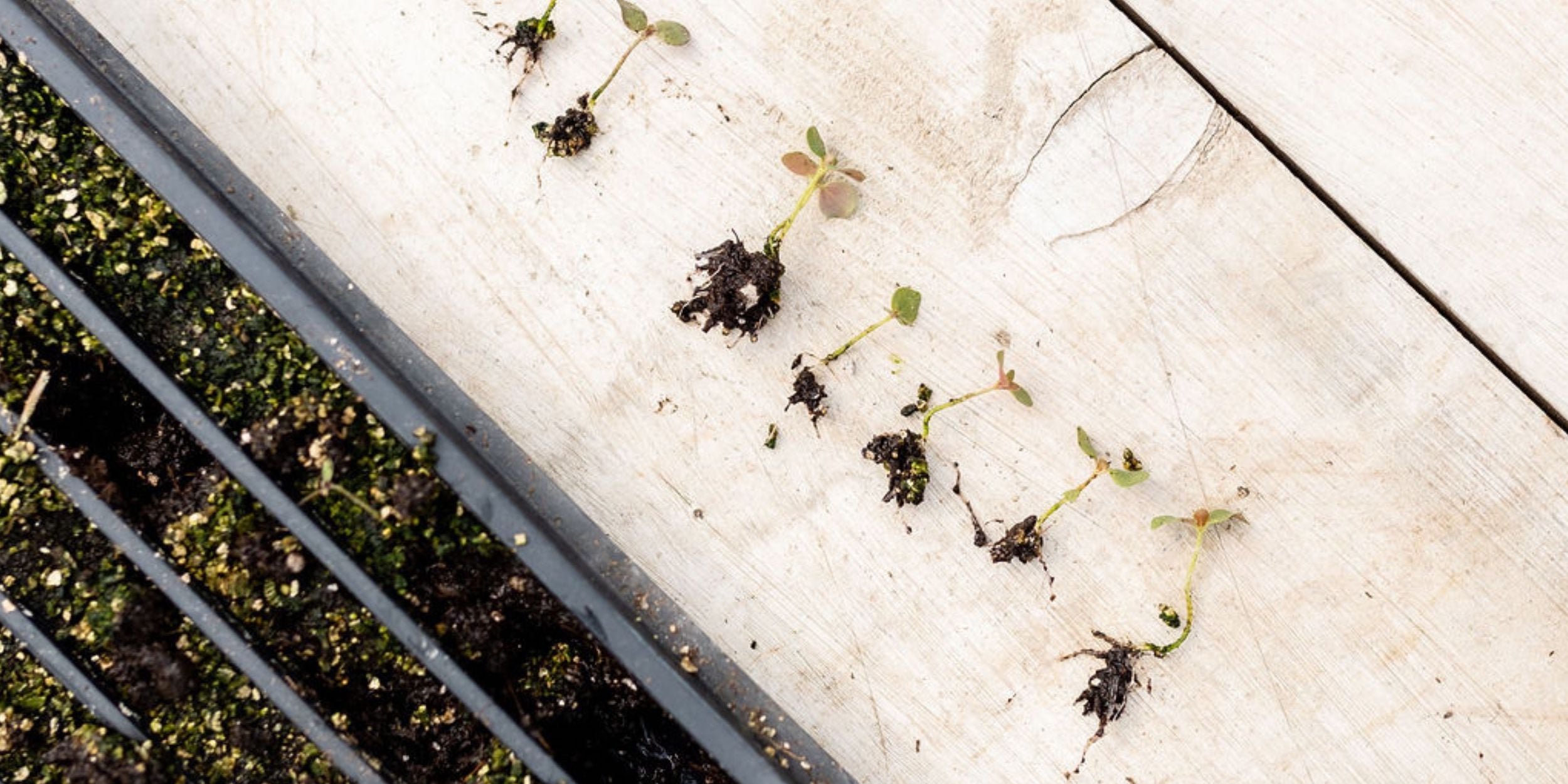 Snapdragon seedlings lined up for transplanting at Rooted Flowers