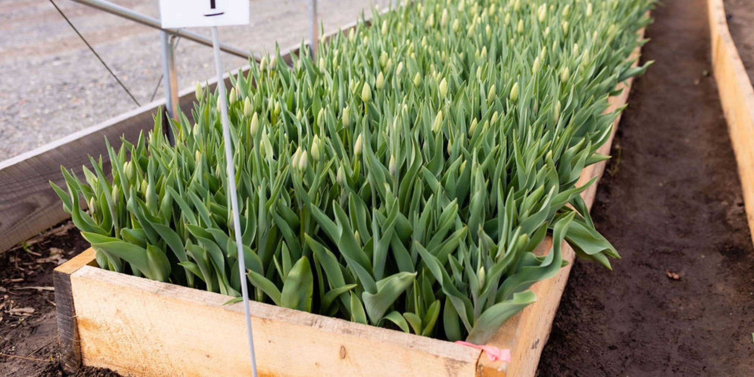 Tulips growing in a raised garden bed at Rooted Flowers.