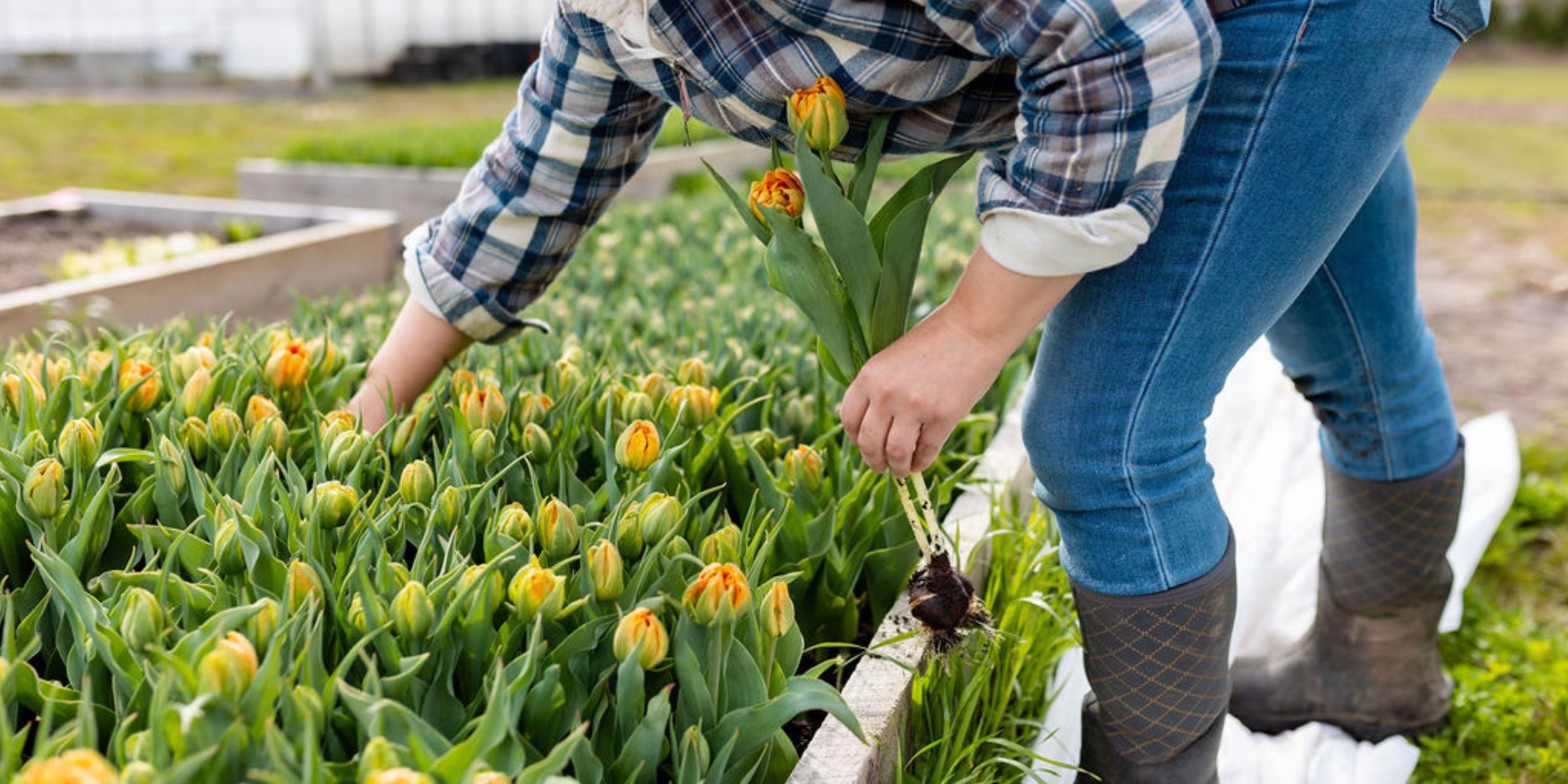 Pulling tulips in a raised garden bed at Rooted Flowers.