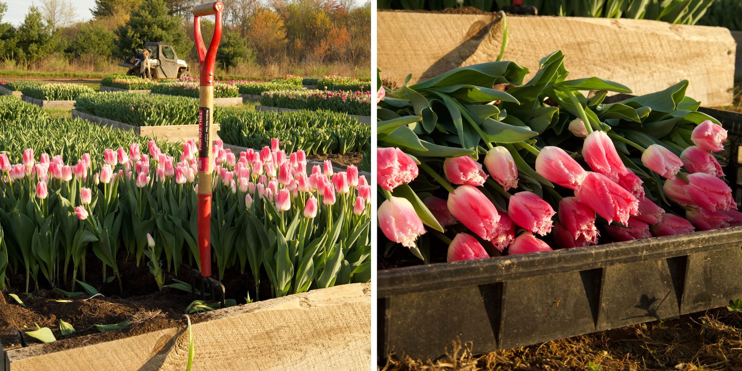 To harvest, we gently tug each and every stem out of the soil with bulb, oftentimes with bulb attached. These freshly cut tulips make their way to our farmstand, where visitors can purchase them to brighten up their homes or surprise loved ones with a bouquet. From field to vase, we strive to provide our customers with the freshest and most exquisite flowers that nature has to offer.