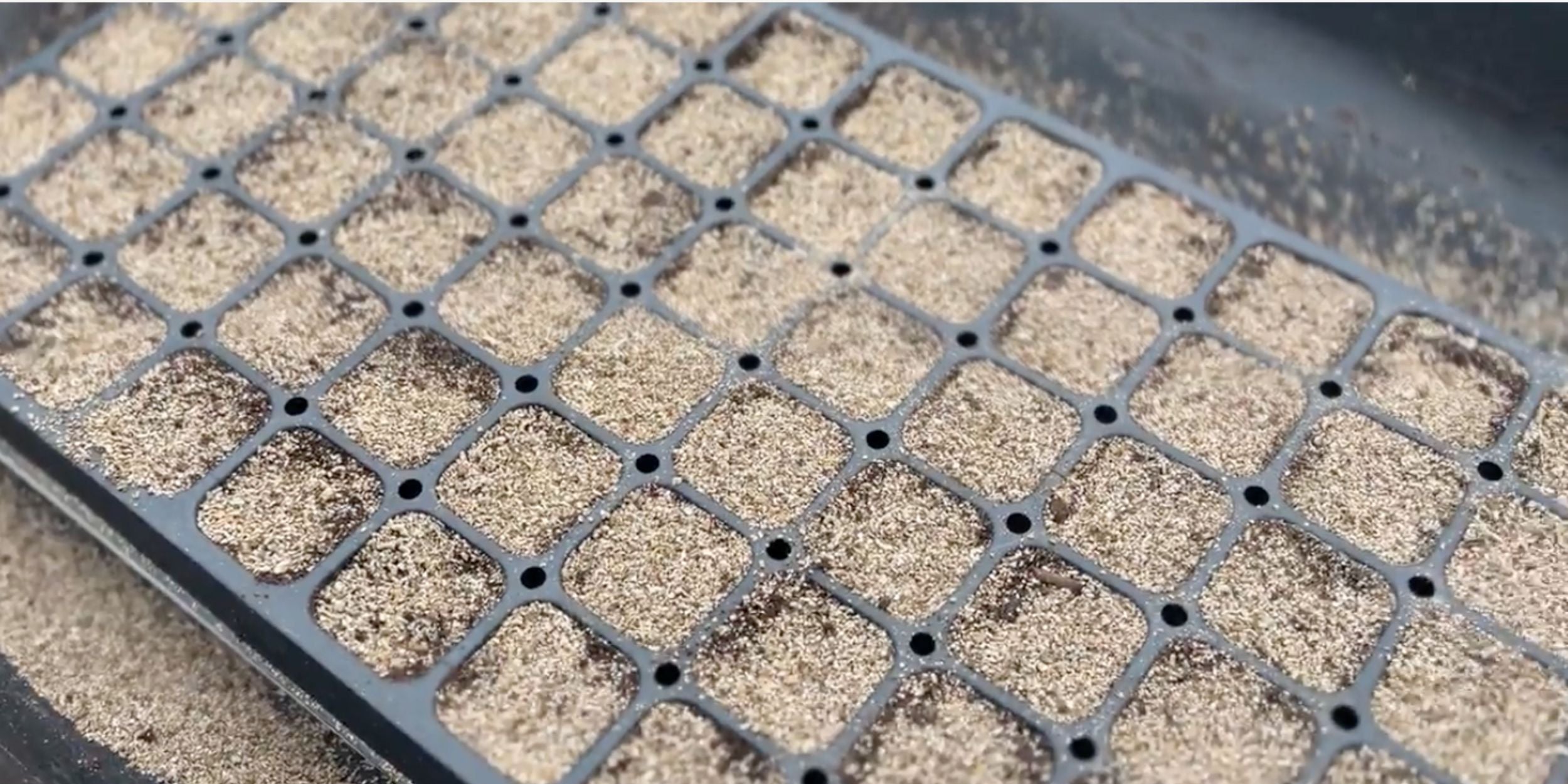 Vermiculite on top of seedling trays at Rooted Flowers. 