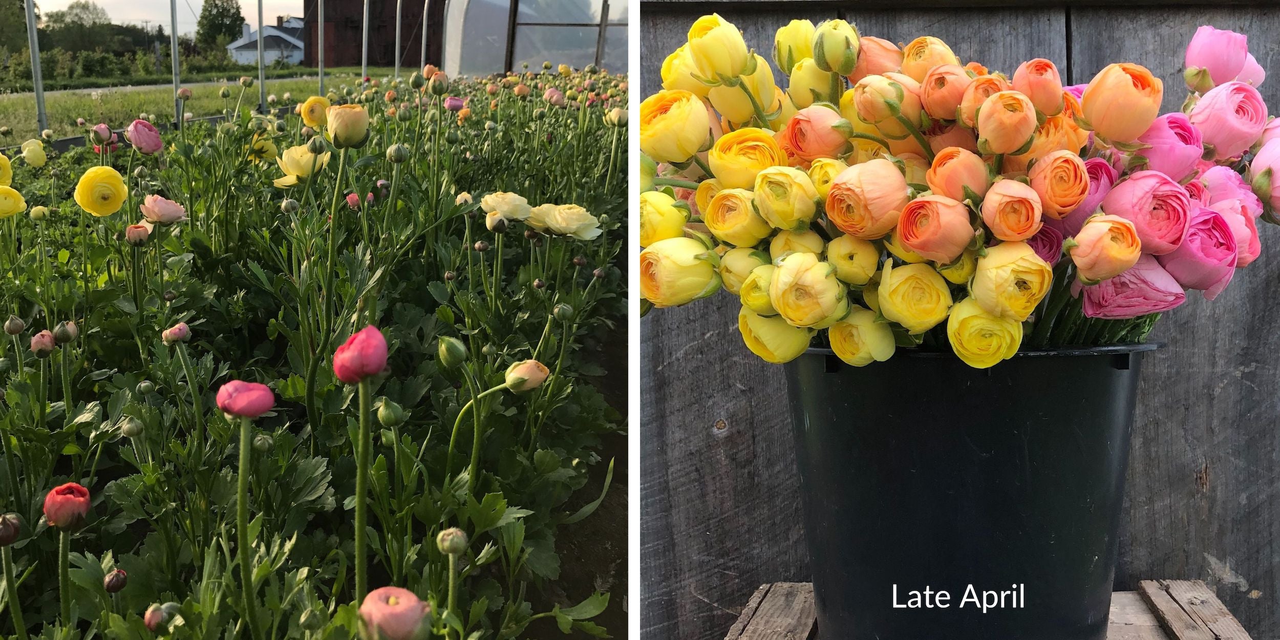 ranunculus in high tunnel