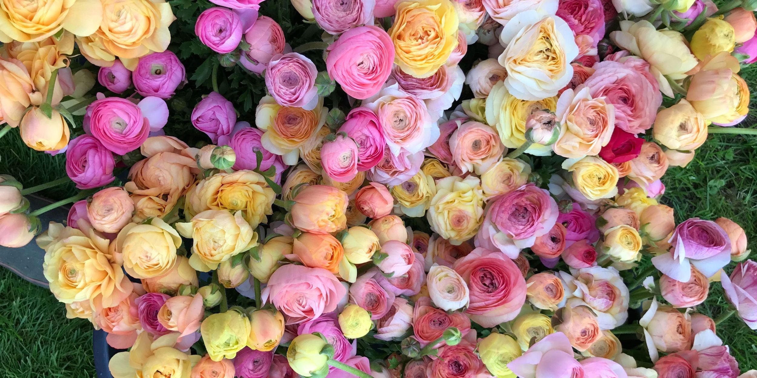 ranunculus in zone 5 and zone 6