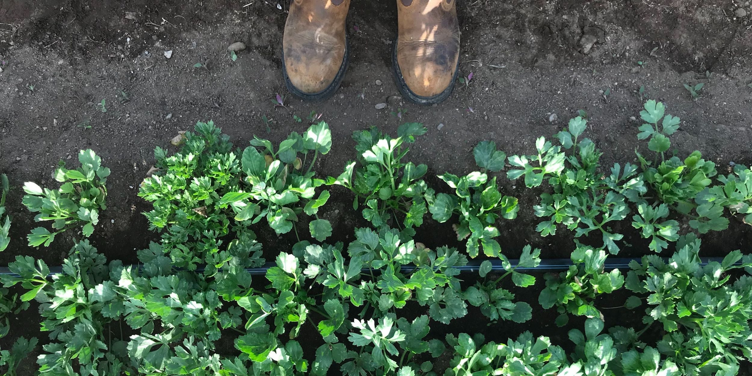 ranunculus zone 5