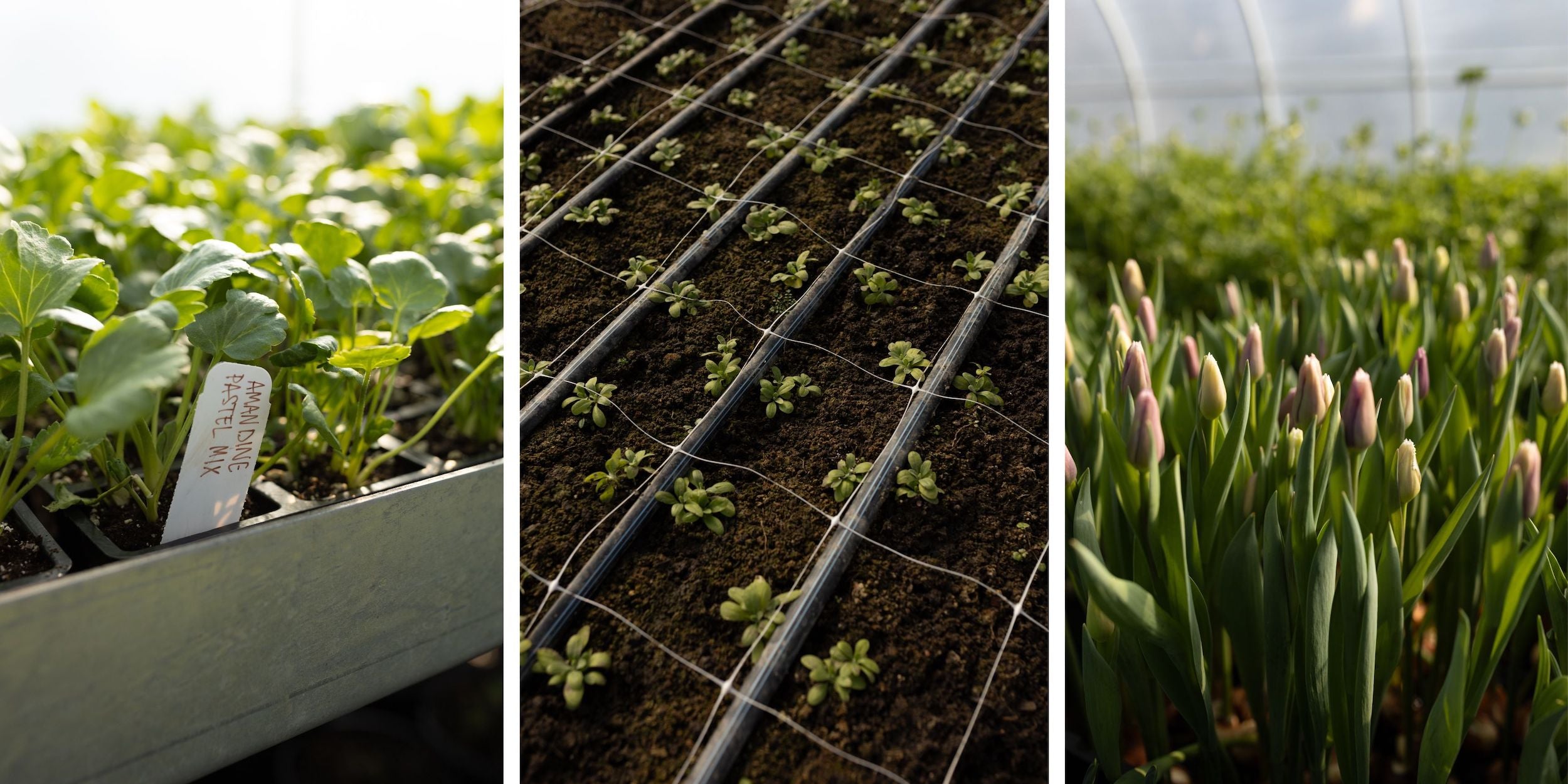 flower plants growing in greenhouse