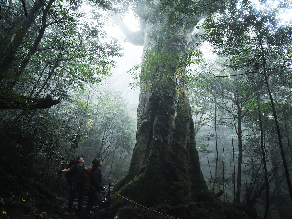 屋久杉