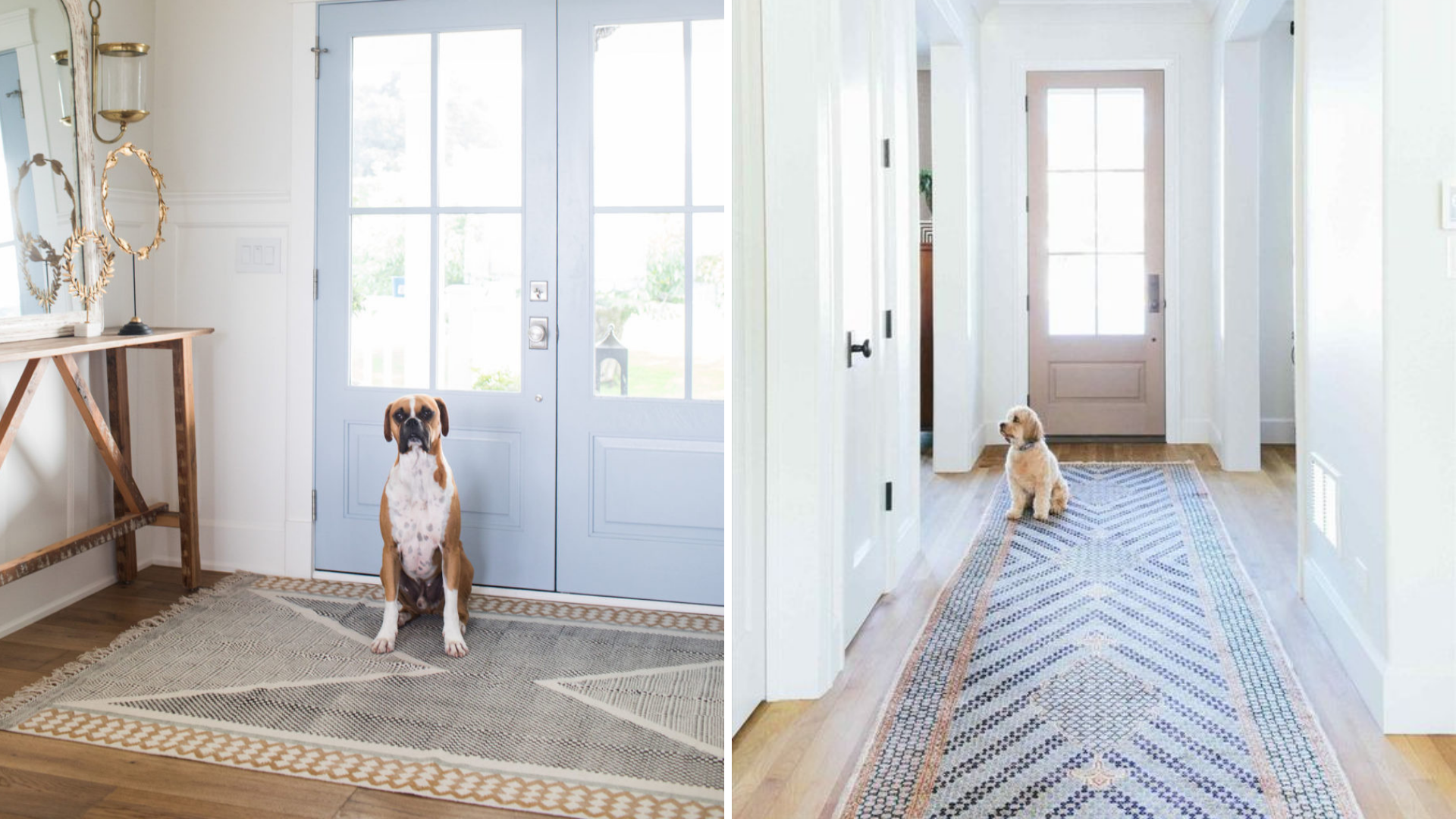 Rugs for Pet Owners  Tips in our benuta Blog