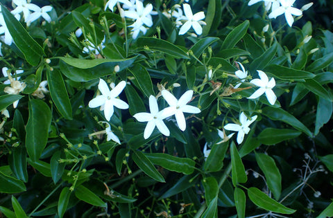 Pour avec parfum pour orangerie