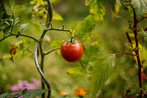 jolie-tomate-potager