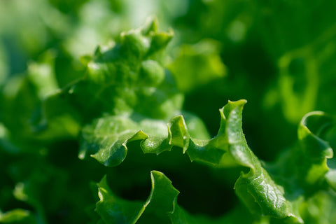 salade-verte-jardin-potager