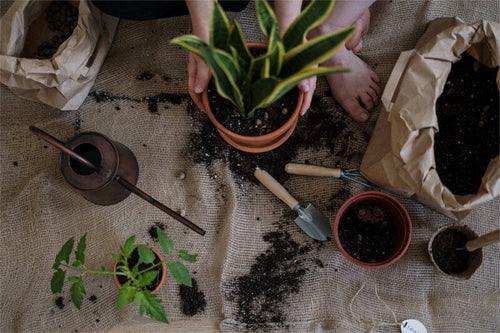 outils-accessoires-jardinage-plantes-pele-