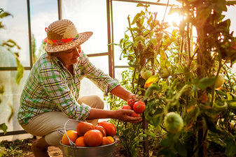 femme-jardine-serre-belle-tomates