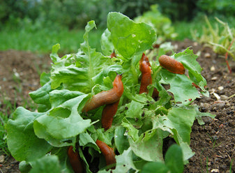 limaces-mangent-salade-jardin