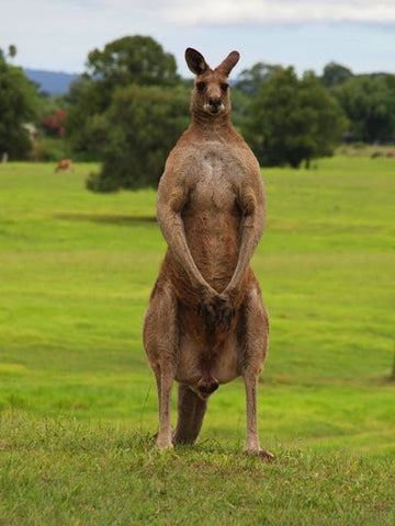 Red Kangaroo