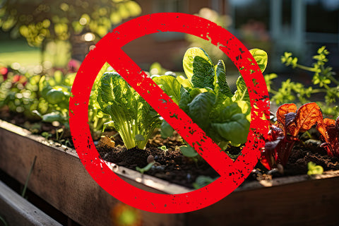 The sun shining on a wood garden box filled with fresh vegetables, covered with a bright red prohibition symbol.