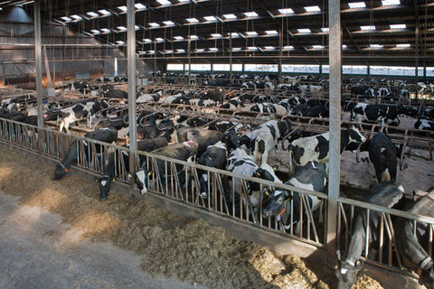 North American Plant and Factory Disasters in 2023 Dairy-Cows-01_480x480