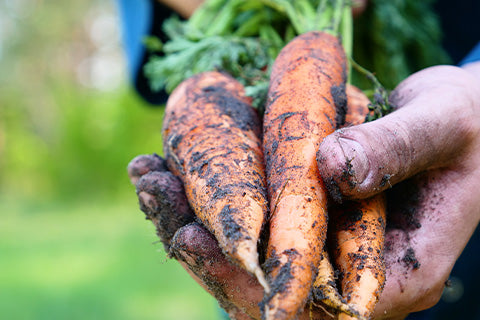 Dirty hands presenting homegrown carrots, freshly harvested and sprinkled with soil.