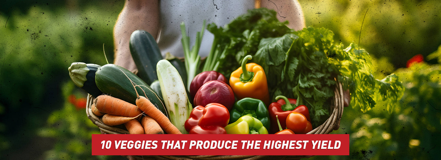 A person in a white shirt holding a bounteous harvest of colorful vegetables.