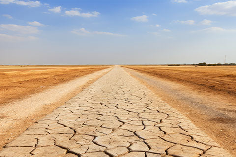 A dry, barren dirt field with no crops growing.