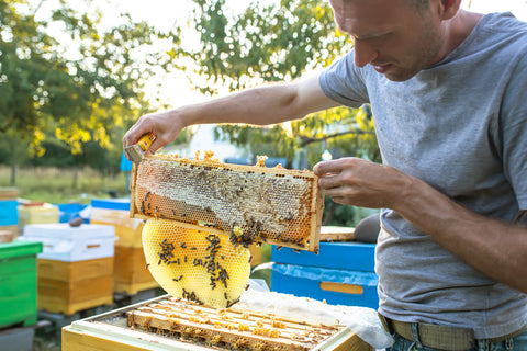 Beekeeping