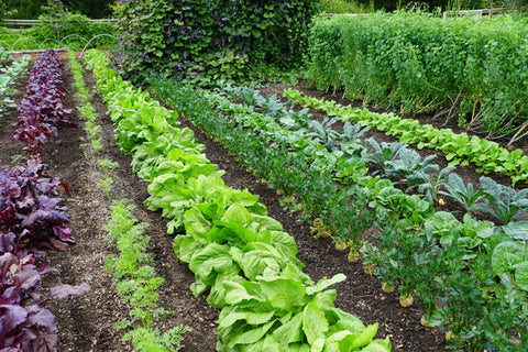 A victory garden growing various vegetables