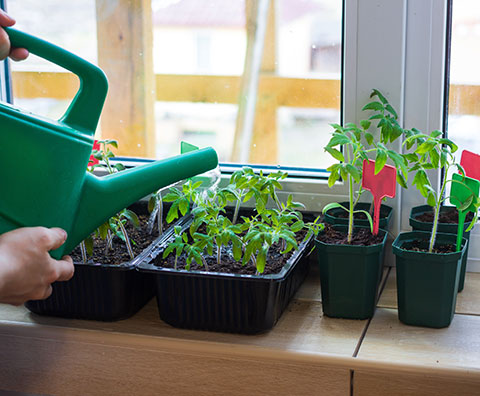 Growing indoors