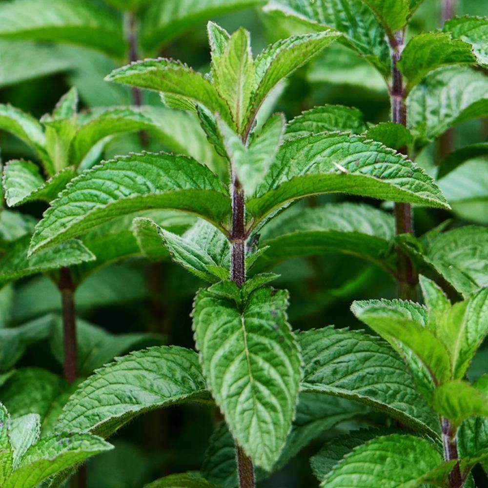 growing peppermint