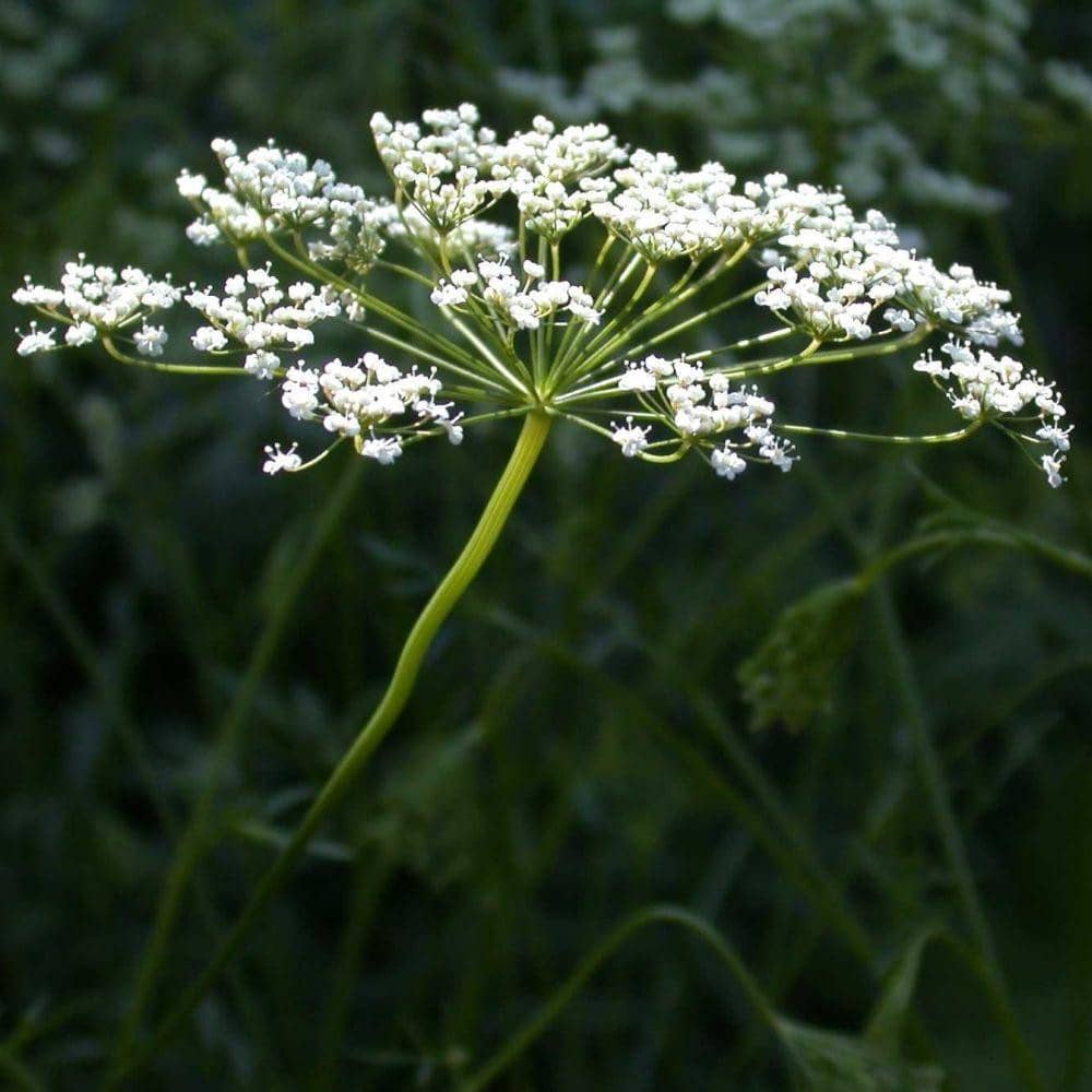 Anise Seeds(500mg) Heirloom, NonGMO My Patriot Supply