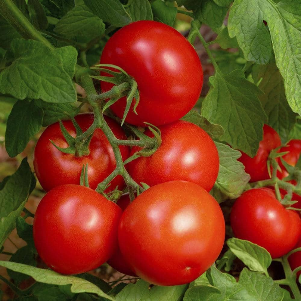 Organic Tomato: Bonny Best (250mg) - Heirloom Seeds, Non-GMO – My ...