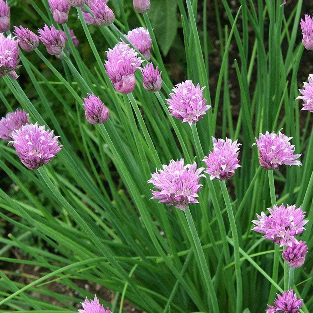 Chives1000x1000 1024x1024@2x ?v=1530194608