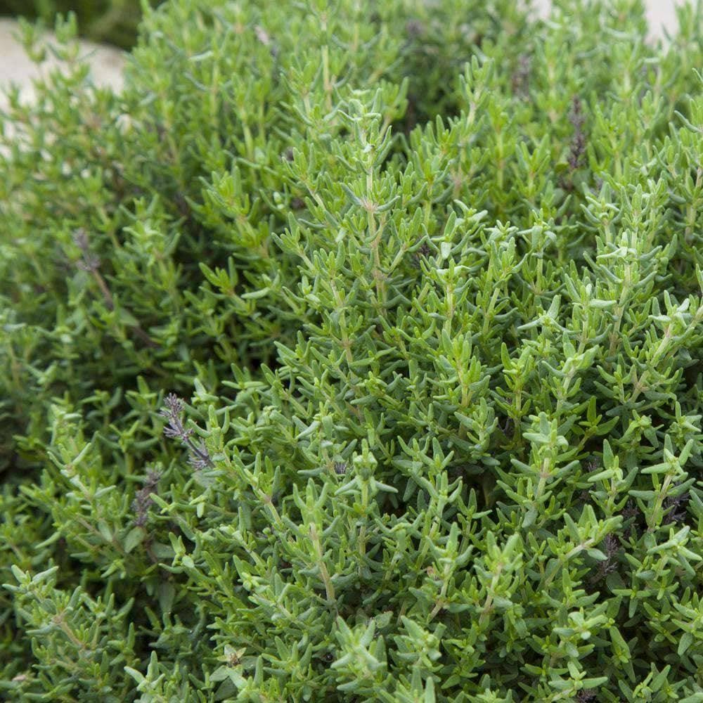 harvest thyme plant