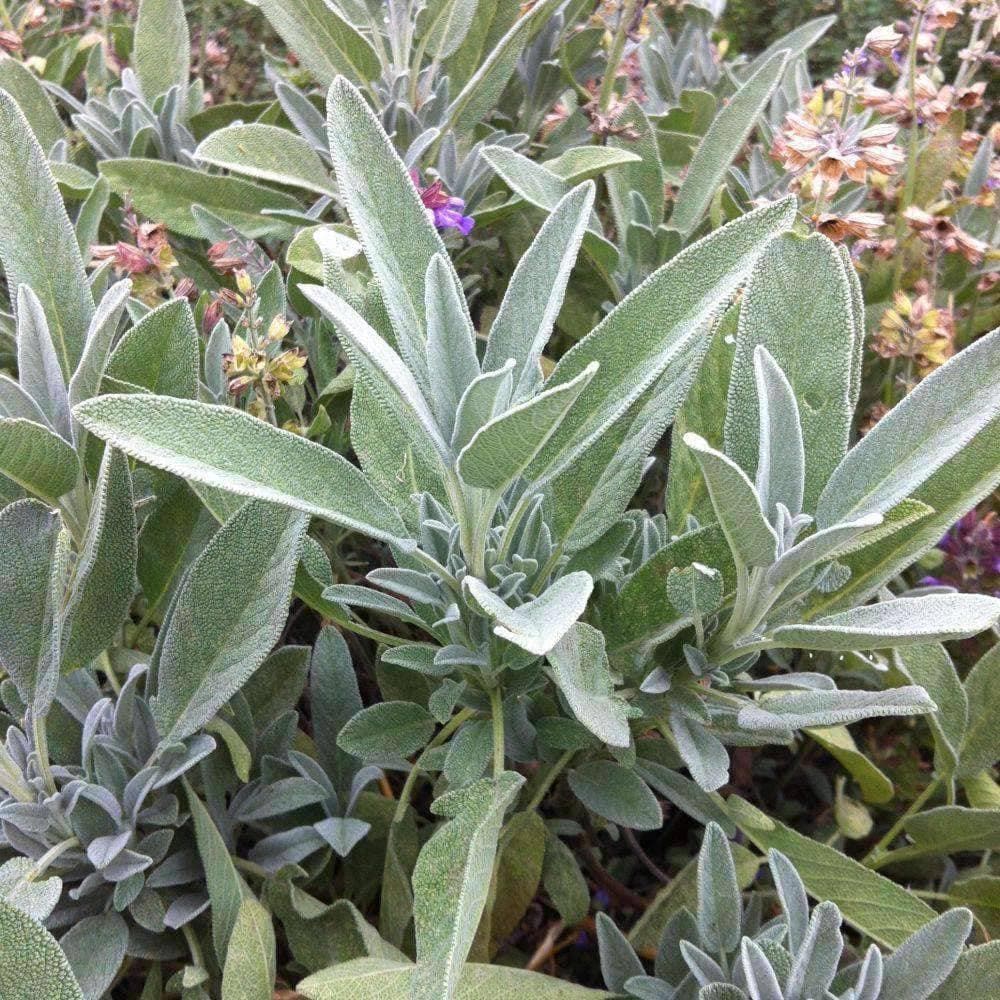 sage plant