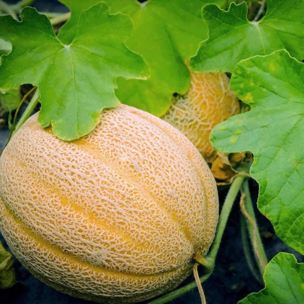 cantaloupe seedlings